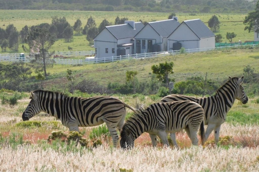 0 Bedroom Property for Sale in Kabeljauws Eastern Cape